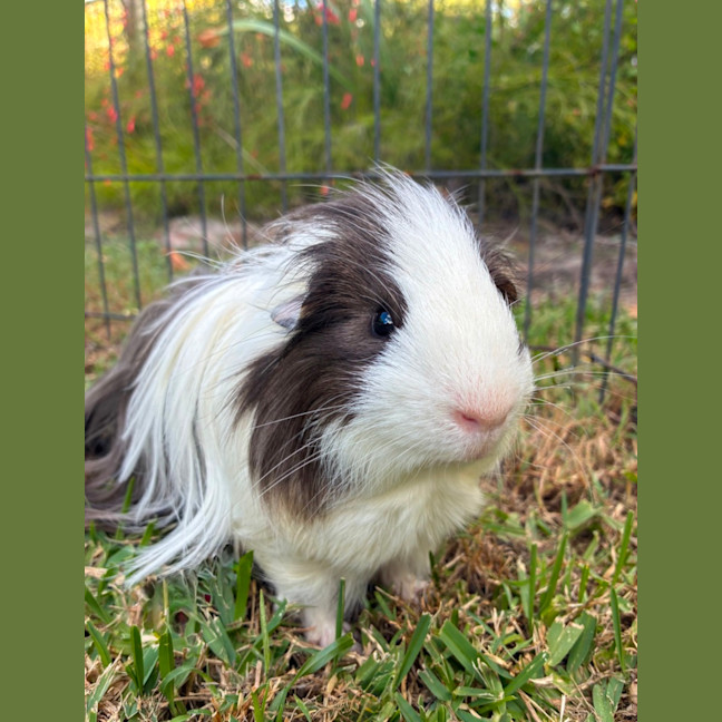 Photo of Grayson