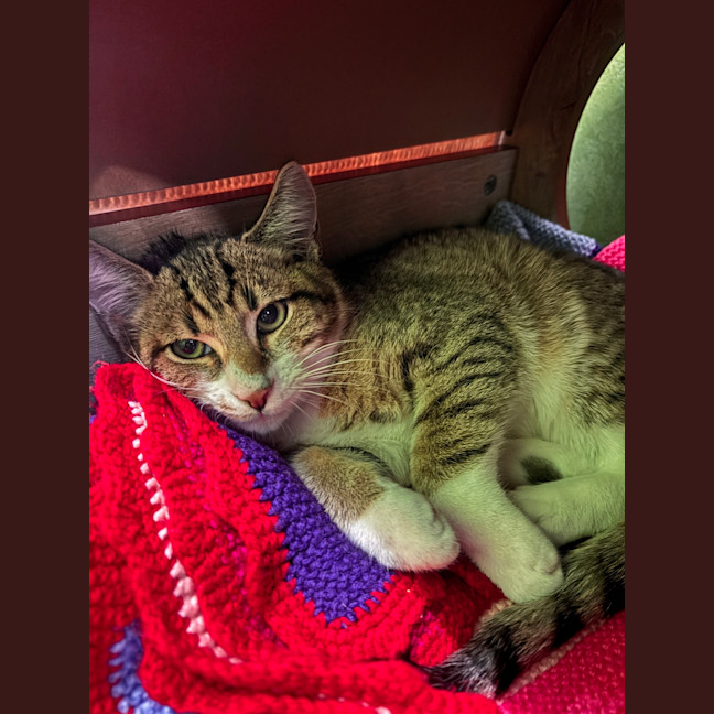 Photo of Prince (Bonded To King)