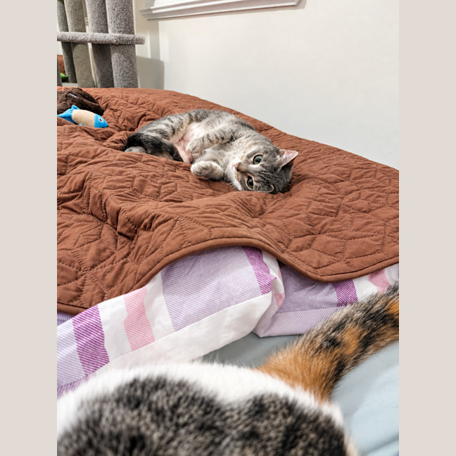 Photo of Biscotti