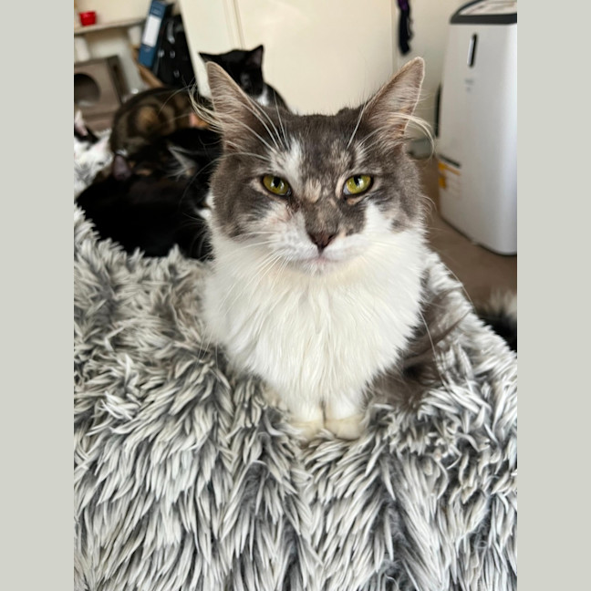 Photo of Delphine ❣️ *9 Lives Project Rescue*