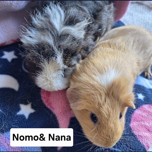 Photo of Nana & Nomo