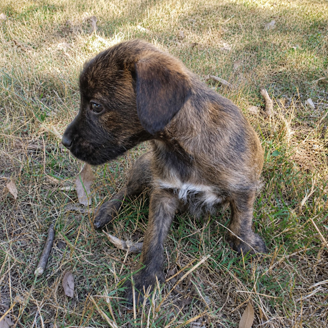Photo of Wallace