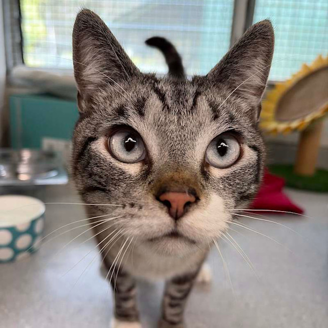 Photo of Smokey