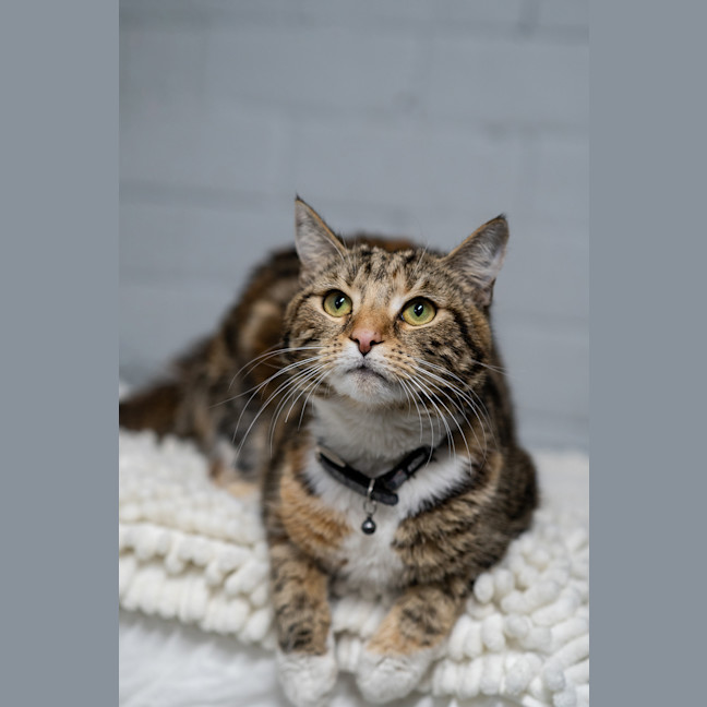 Photo of Daisy