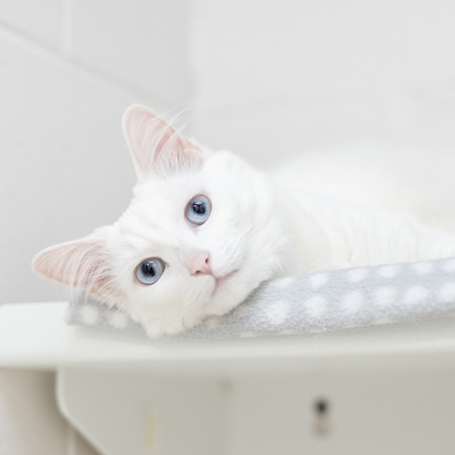 Photo of Pixie