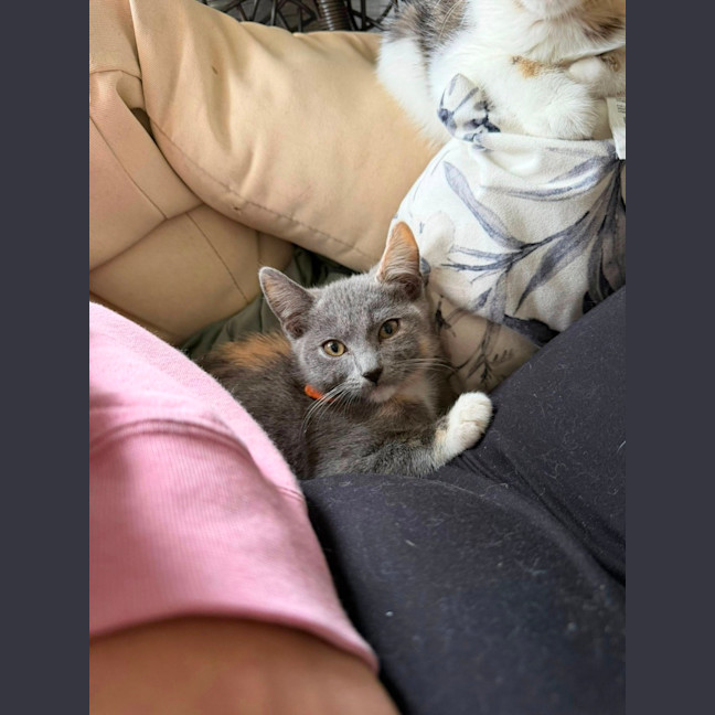 Photo of Padme