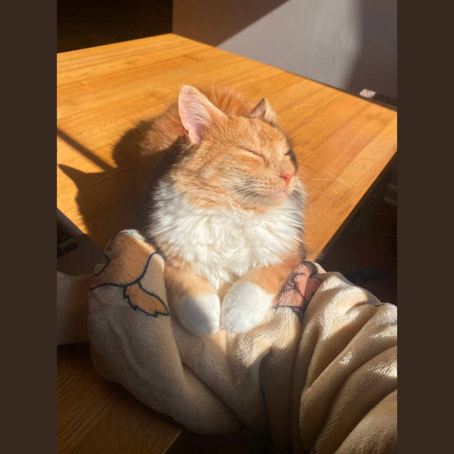 Photo of Mango