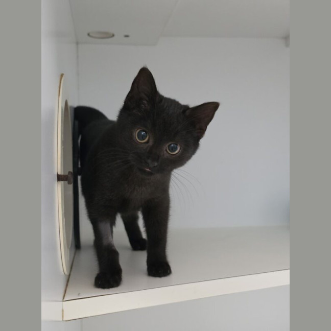 Photo of Ebony