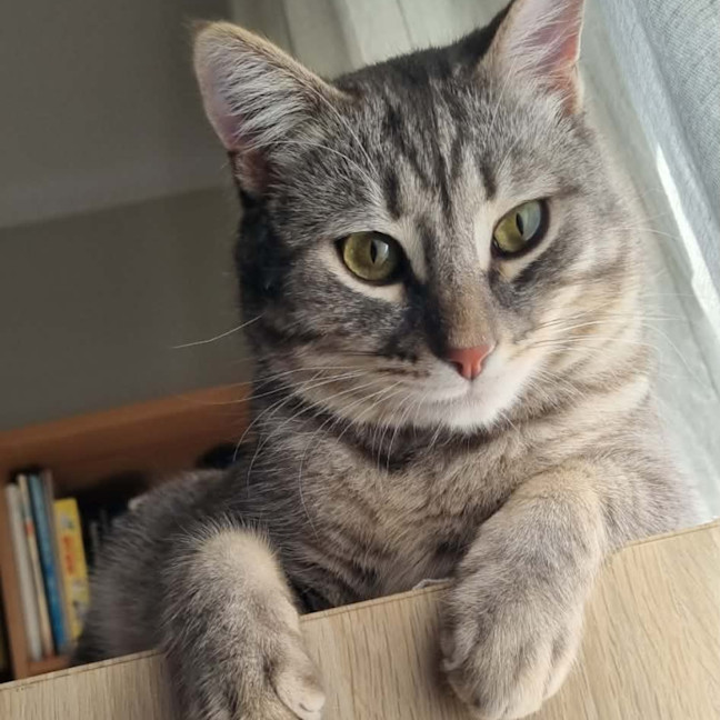 Photo of Loki
