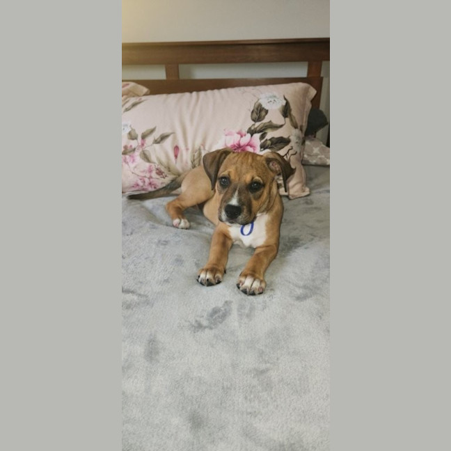 Photo of Lilly   3 Month Old Kelpie X Staffy