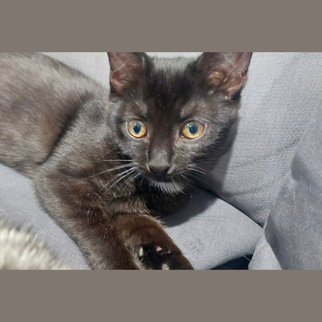 Photo of Oreo