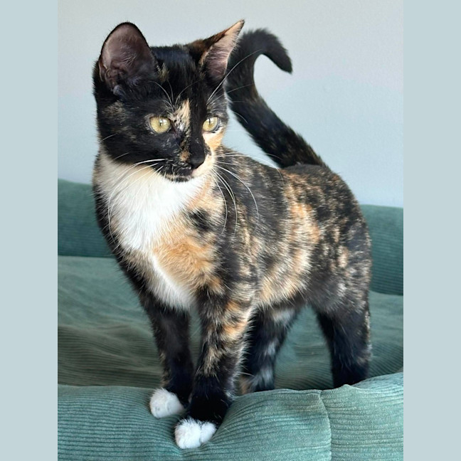 Photo of Holly & Ivy