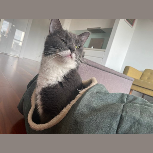 Photo of Flora *9 Lives Project Rescue*