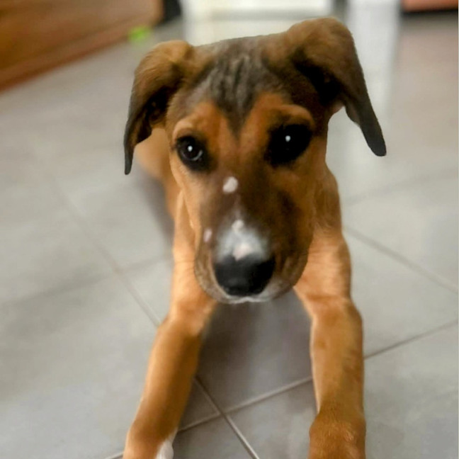 Photo of Barley
