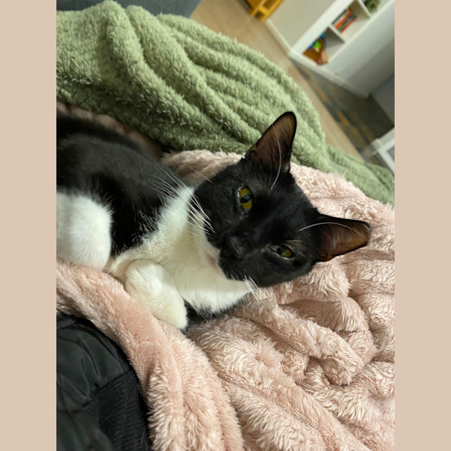 Photo of Chirpy