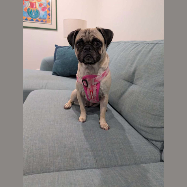 Photo of Missy