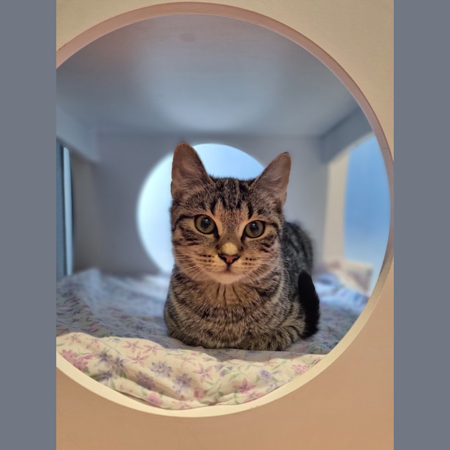 Photo of Sarsha