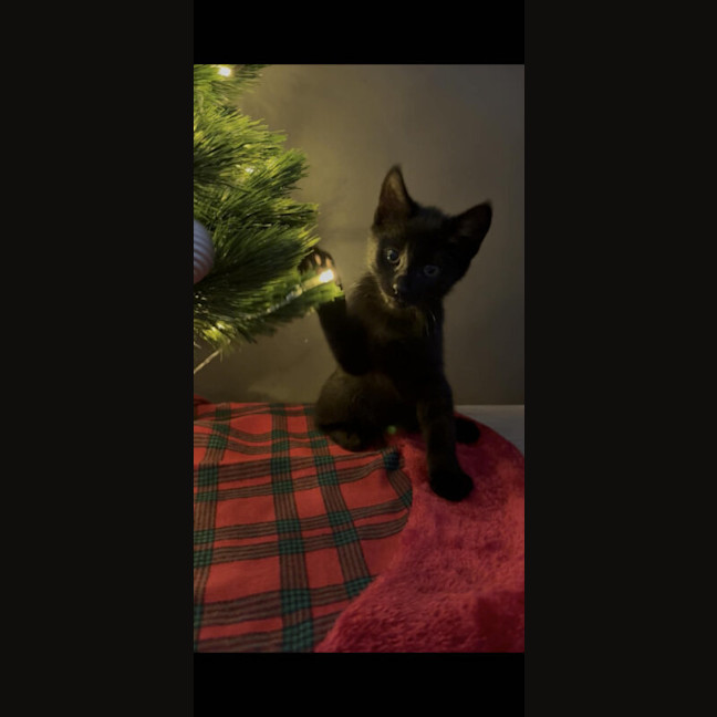 Photo of Sirius