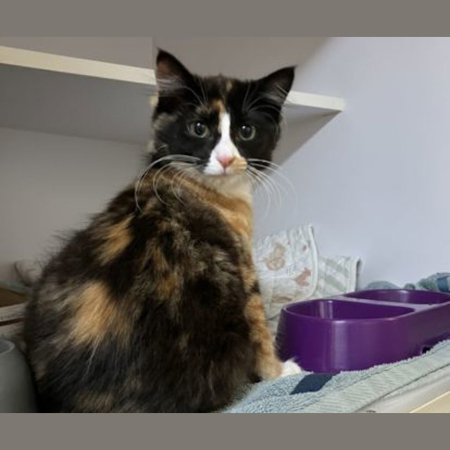 Photo of Toffee