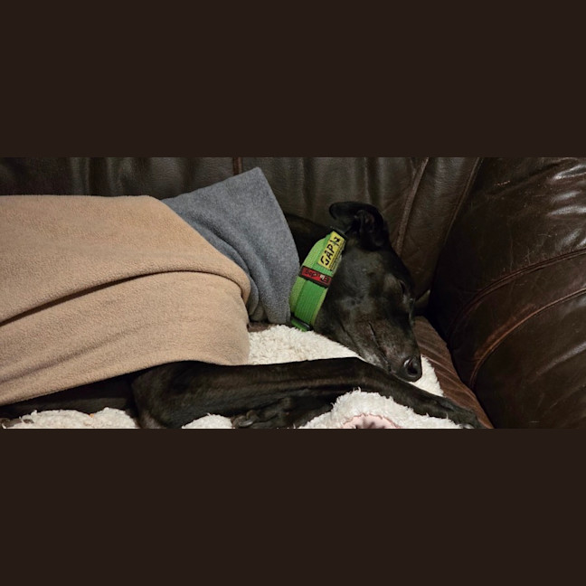 Photo of Sherlock