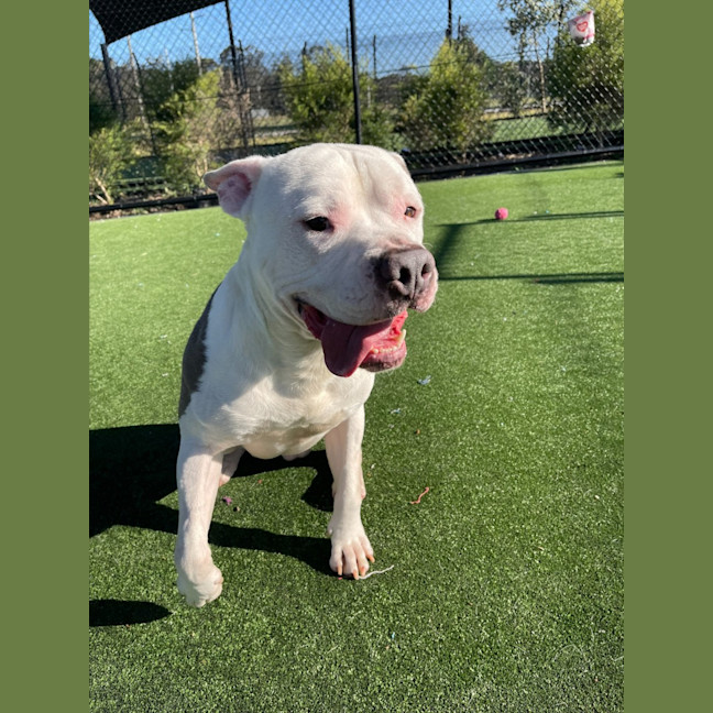 Photo of Kodiak Imp 1212