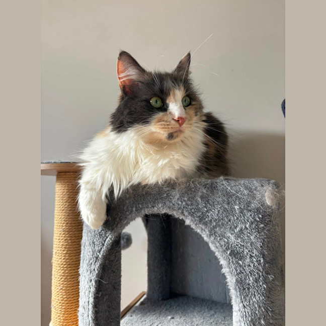Photo of Pepper