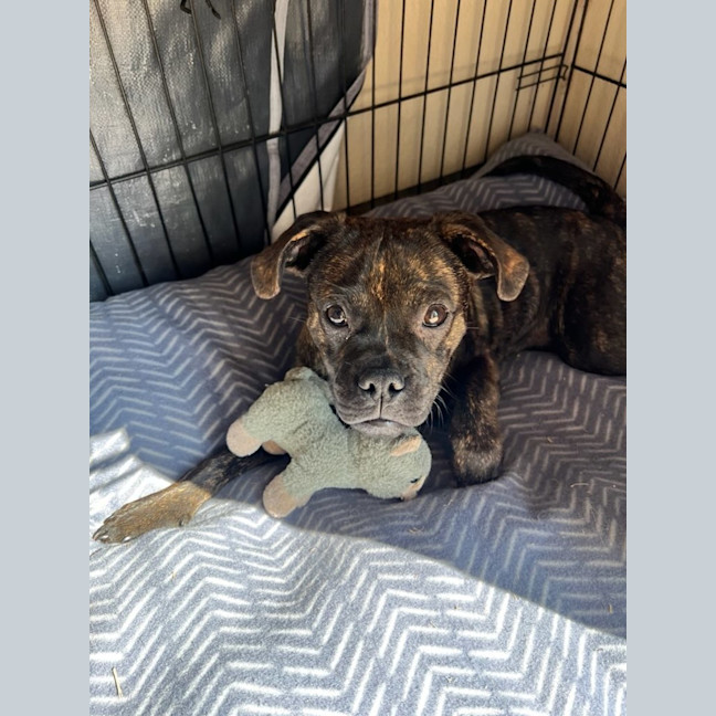 Photo of Biscuit And Oreo