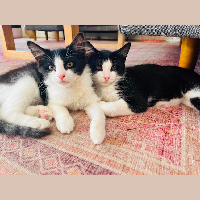 Photo of Cookie & Cream