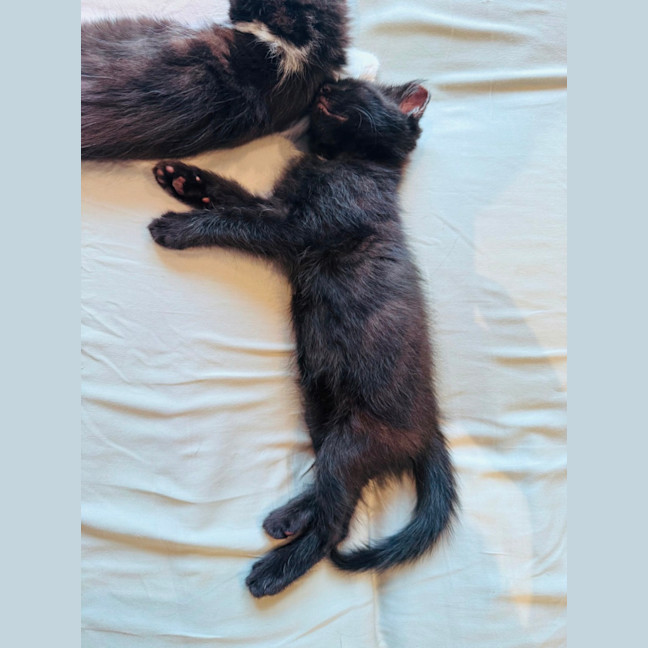 Photo of Pumpernickle