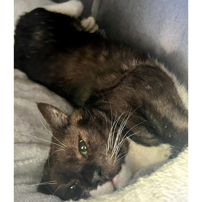 Photo of 11026   Oryx