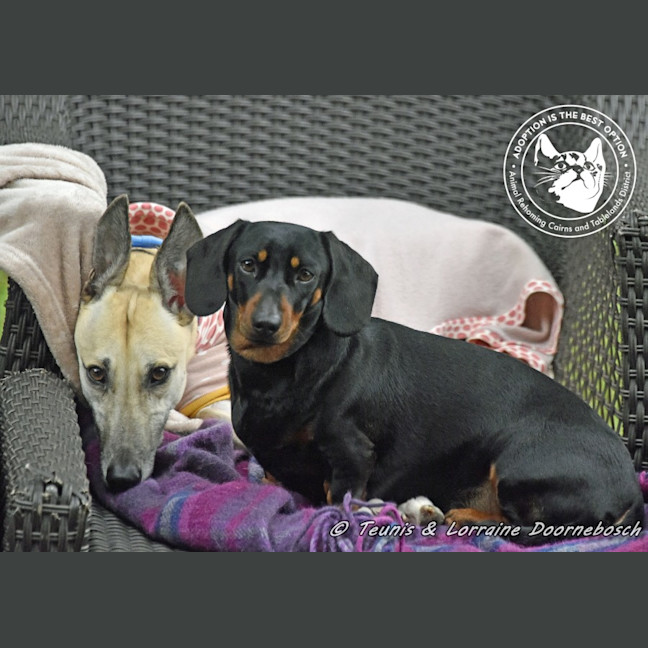 Photo of Marmalade (Harra's Marmalade)