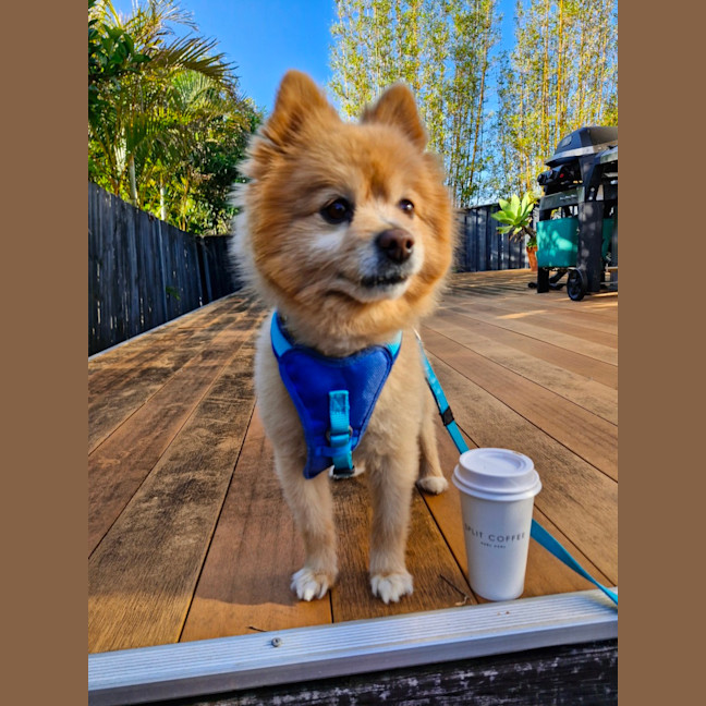 Photo of Ricco   10 Year Old Pomeranian (Trial)