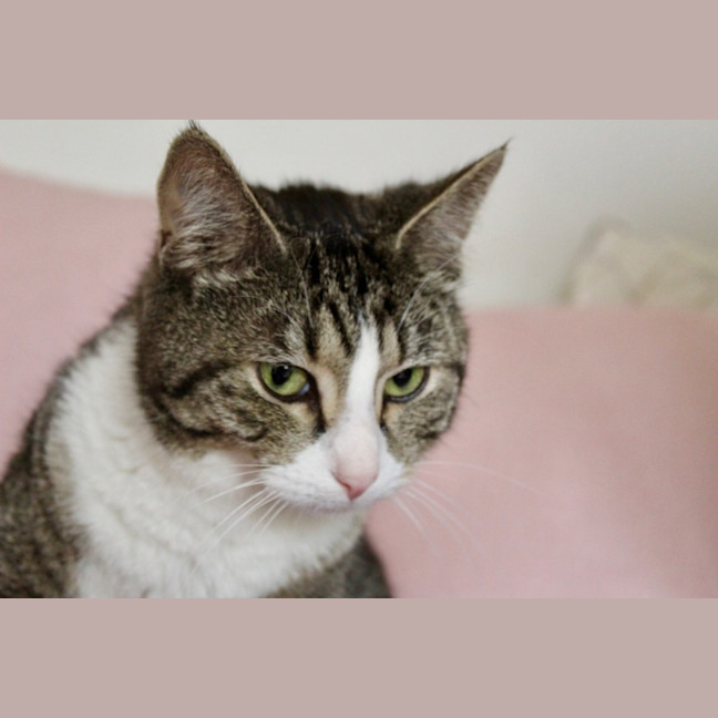 Photo of Bella