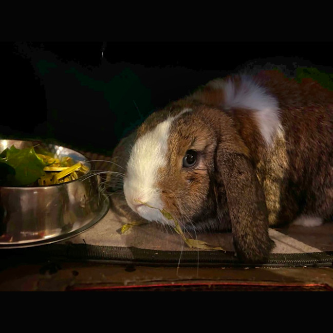 Photo of Paddington