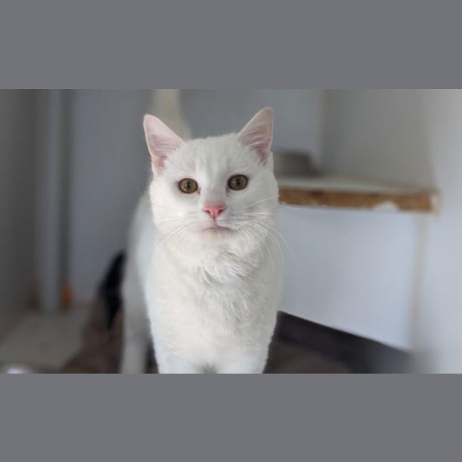 Photo of Teddy