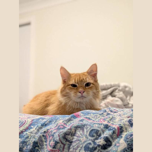Photo of Toby