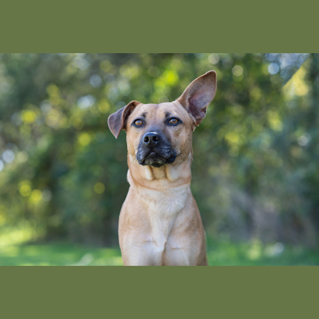 Photo of Bruno