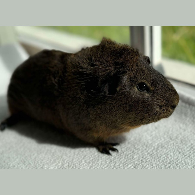 Photo of Sausage & Onyx