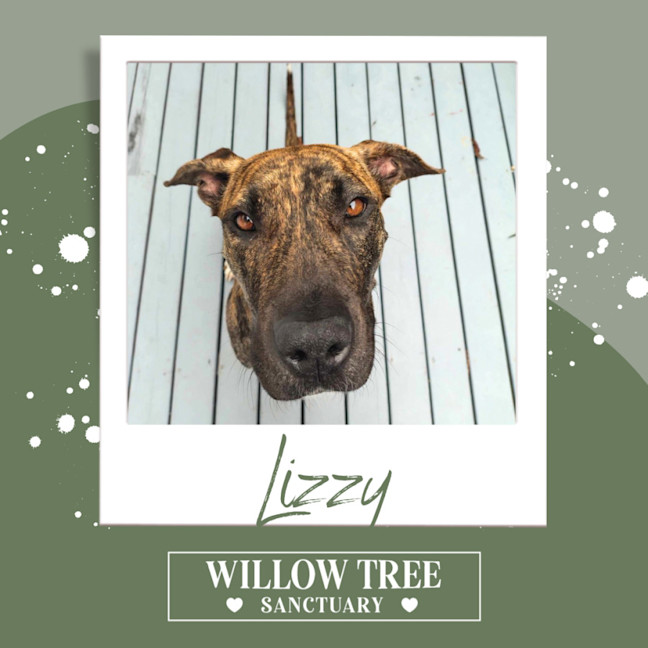 Photo of Lizzy