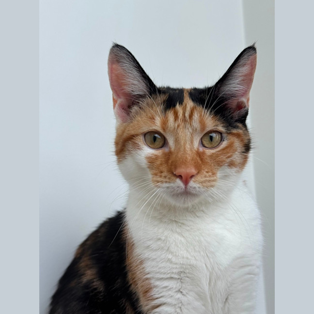 Photo of Lulu