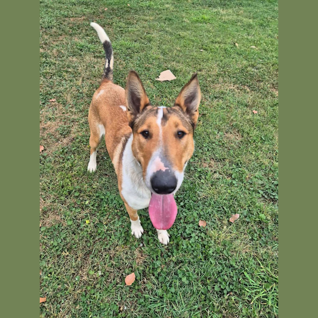 Photo of Koda