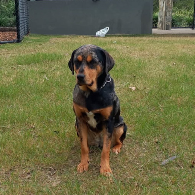 Photo of Rebel