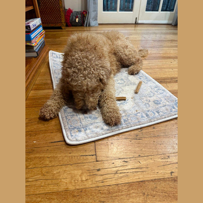Photo of Pierre   6 Year Old Groodle