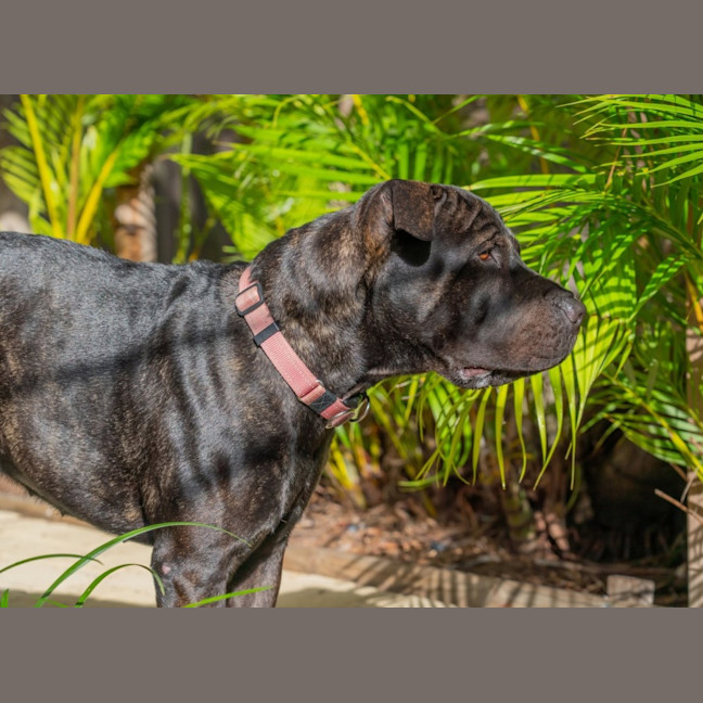 Photo of Briar