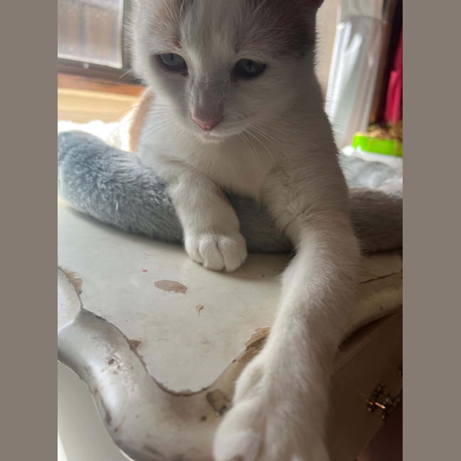 Photo of Peaches