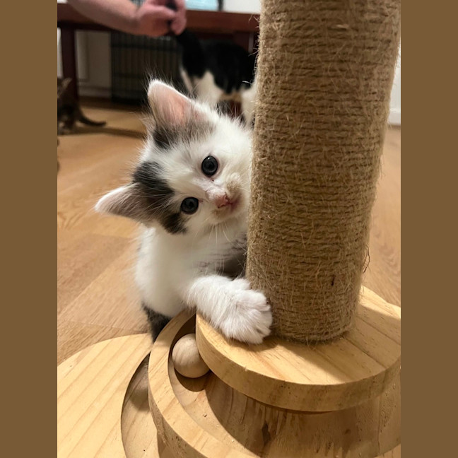 Photo of Albie