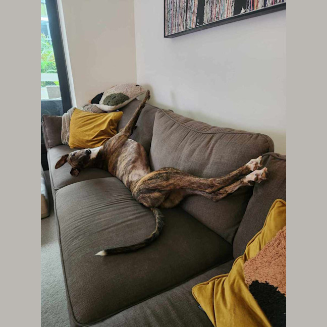 Photo of Tiger, The Adorable Greyhound
