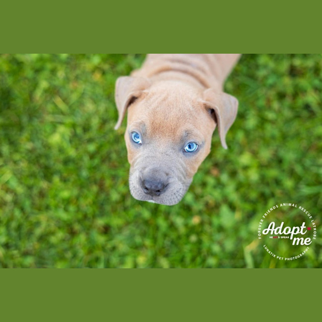 Photo of Maple