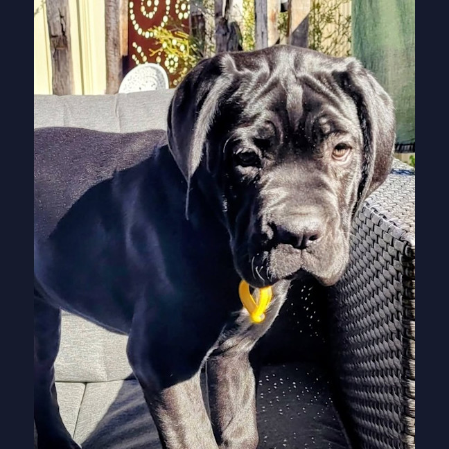 Photo of Shadow