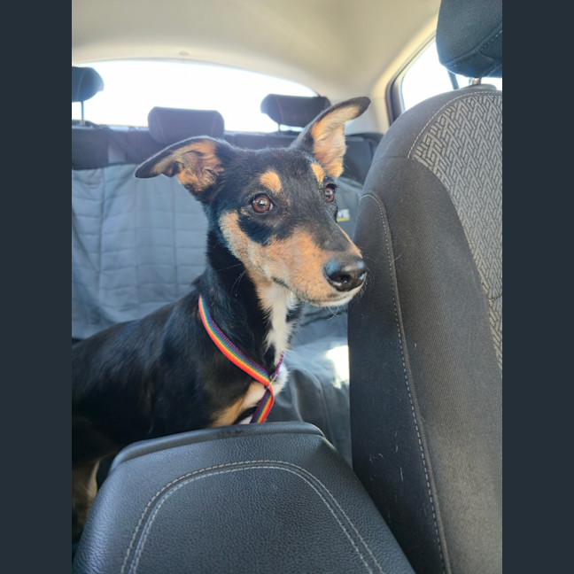 Photo of Bindi
